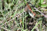 Sympetrum striolatum
