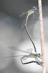 Lestes virens
