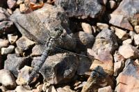 Orthetrum cancellatum