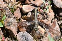 Orthetrum cancellatum