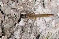 Crocothemis erythraea