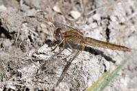 Crocothemis erythraea