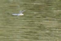 Aeshna mixta