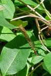 Sympecma fusca