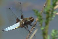 Libellula depressa