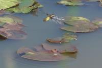 Libellula depressa