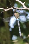 Aeshna mixta