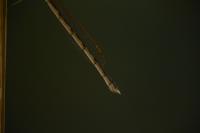 Sympecma fusca