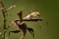 Sympetrum striolatum
