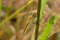 Sympetrum sanguineum