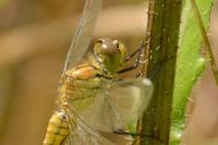 Sympetrum sanguineum