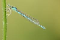 Coenagrion scitulum