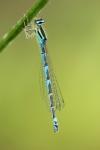 Coenagrion scitulum