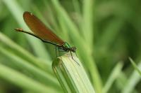 Calopteryx virgo