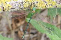 Chalcolestes viridis