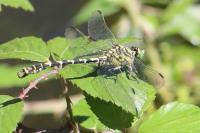 Onychogomphus forcipatus