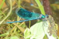 Calopteryx splendens