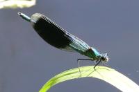 Calopteryx splendens
