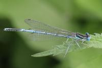 Platycnemis pennipes