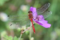 Sympetrum sanguineum
