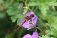 Sympetrum sanguineum