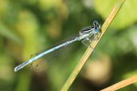 Platycnemis pennipes