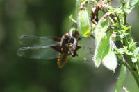 Libellula depressa