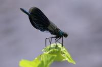 Calopteryx splendens