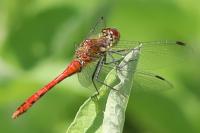 Sympetrum sanguineum