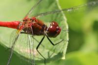 Sympetrum sanguineum