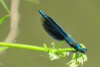 Calopteryx splendens