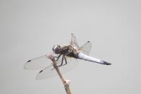 Libellula fulva