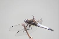 Orthetrum cancellatum