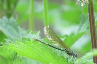 Calopteryx splendens