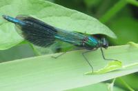 Calopteryx splendens