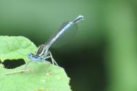Platycnemis pennipes