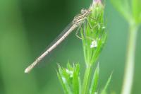 Platycnemis pennipes