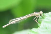 Platycnemis pennipes