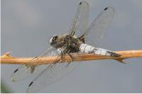 Libellula fulva