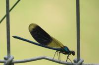 Calopteryx splendens