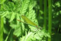 Calopteryx splendens