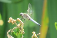 Orthetrum cancellatum