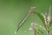 Platycnemis pennipes