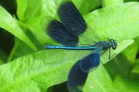 Calopteryx splendens