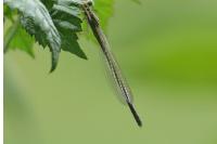 Coenagrion