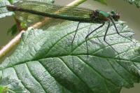 Calopteryx splendens