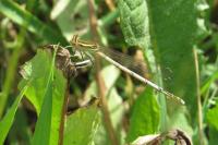 Platycnemis pennipes