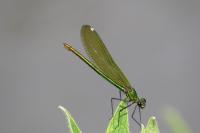Calopteryx splendens