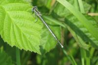 Platycnemis pennipes