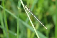 Platycnemis pennipes